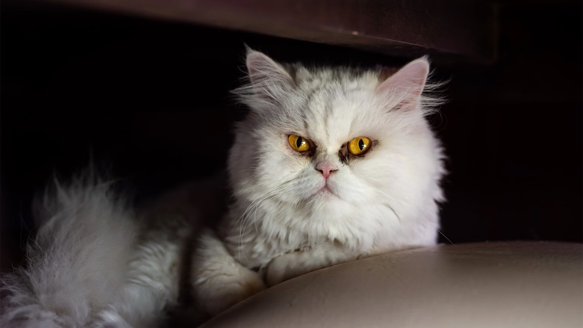 中国篮球联赛俱乐部品牌建设案例,篮球俱乐部梯队建设