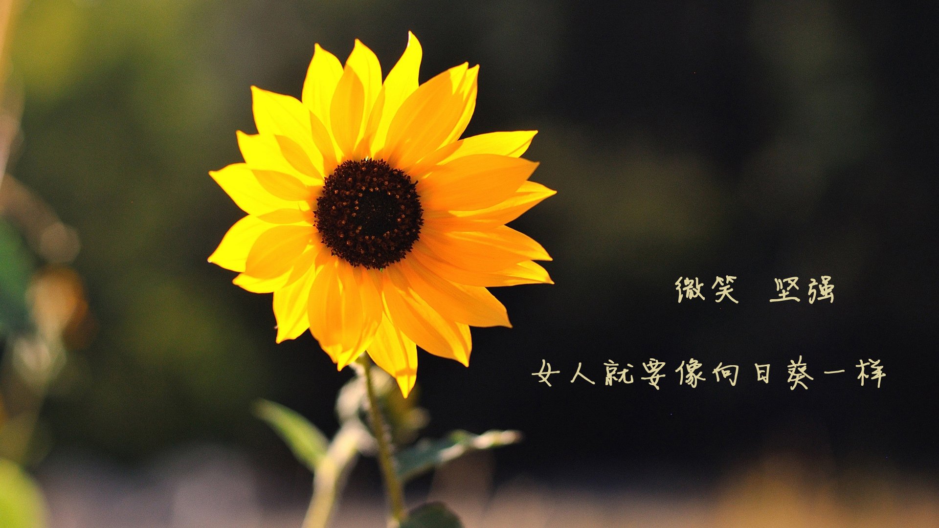 Chinese Taipei乒乓球战术讲解：如何打击对手心理防线，乒乓球台湾解说