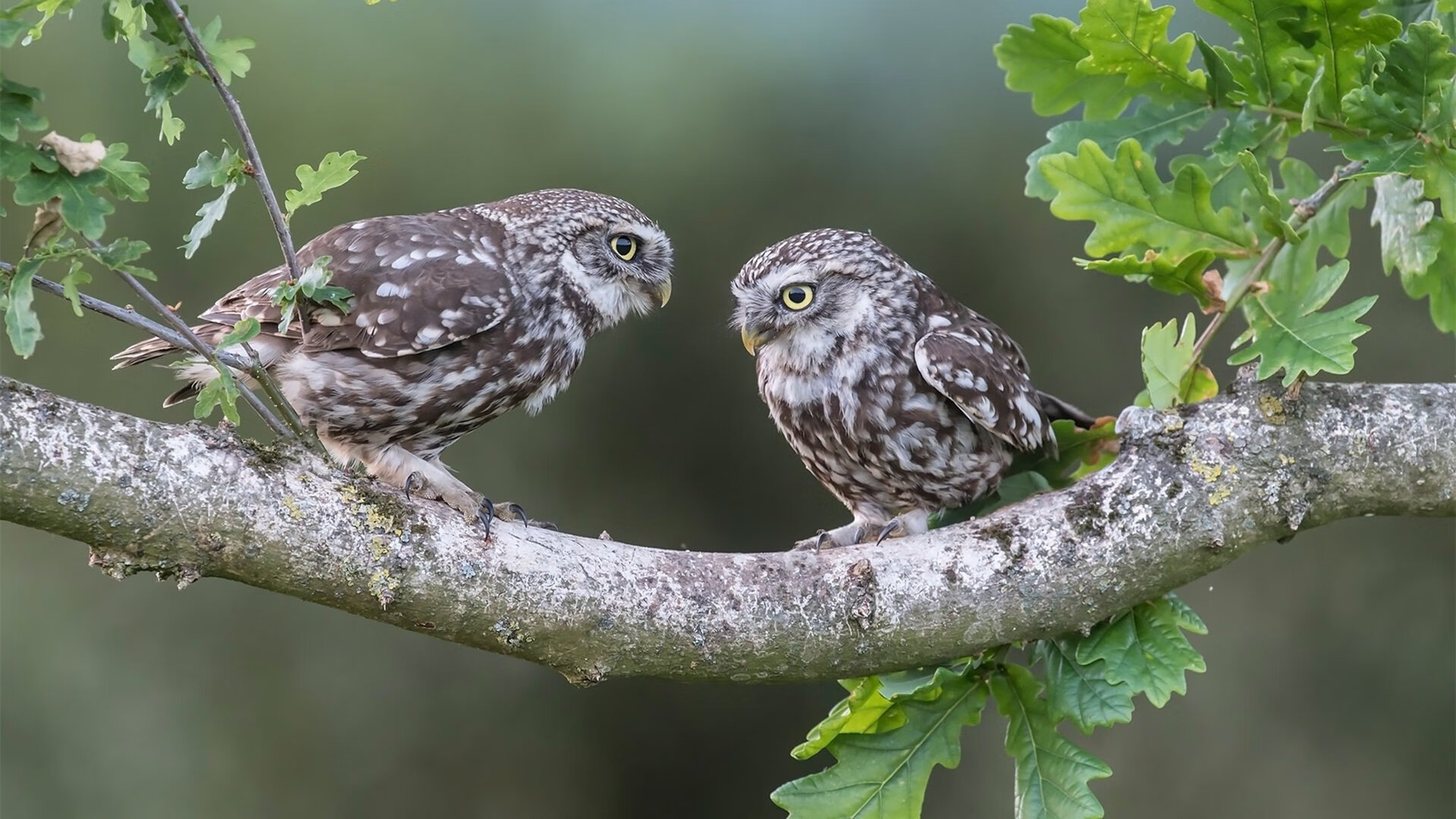 “四川省体育馆:自由搏击赛事,选手们展开血脉喷张的极限对抗!”