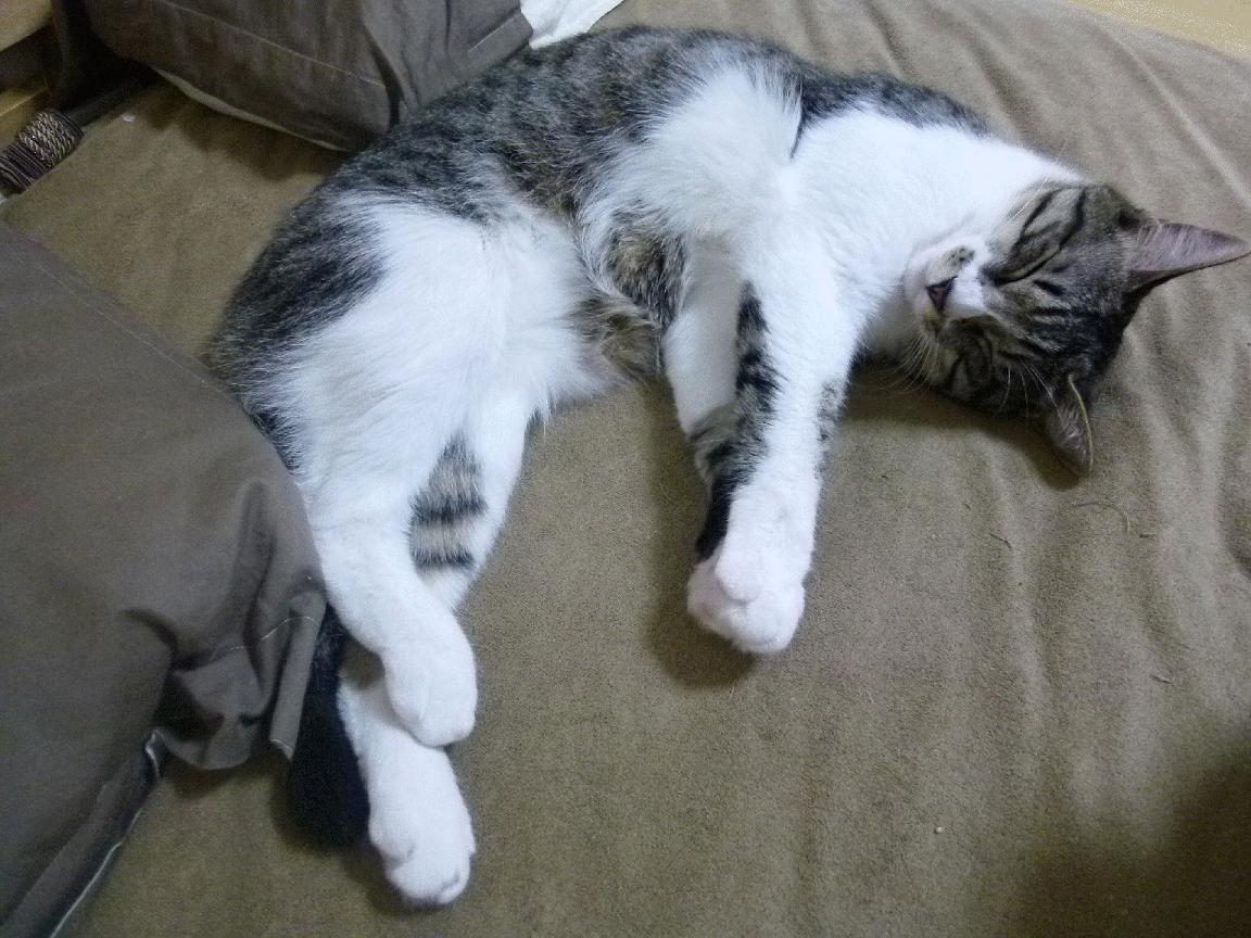 华体会登录-国际赛制改动增强了乒乓赛事的多样性，国际乒乓球比赛由国际乒乓球联合会主办