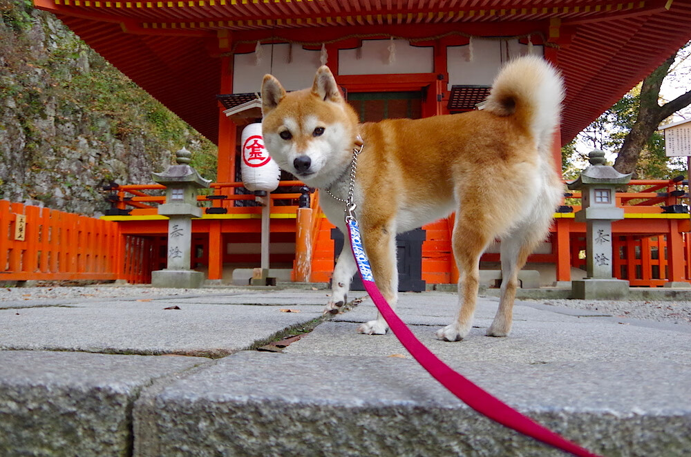 王者荣耀版本热议话题不断玩家分歧明显,王者荣耀新版本理解