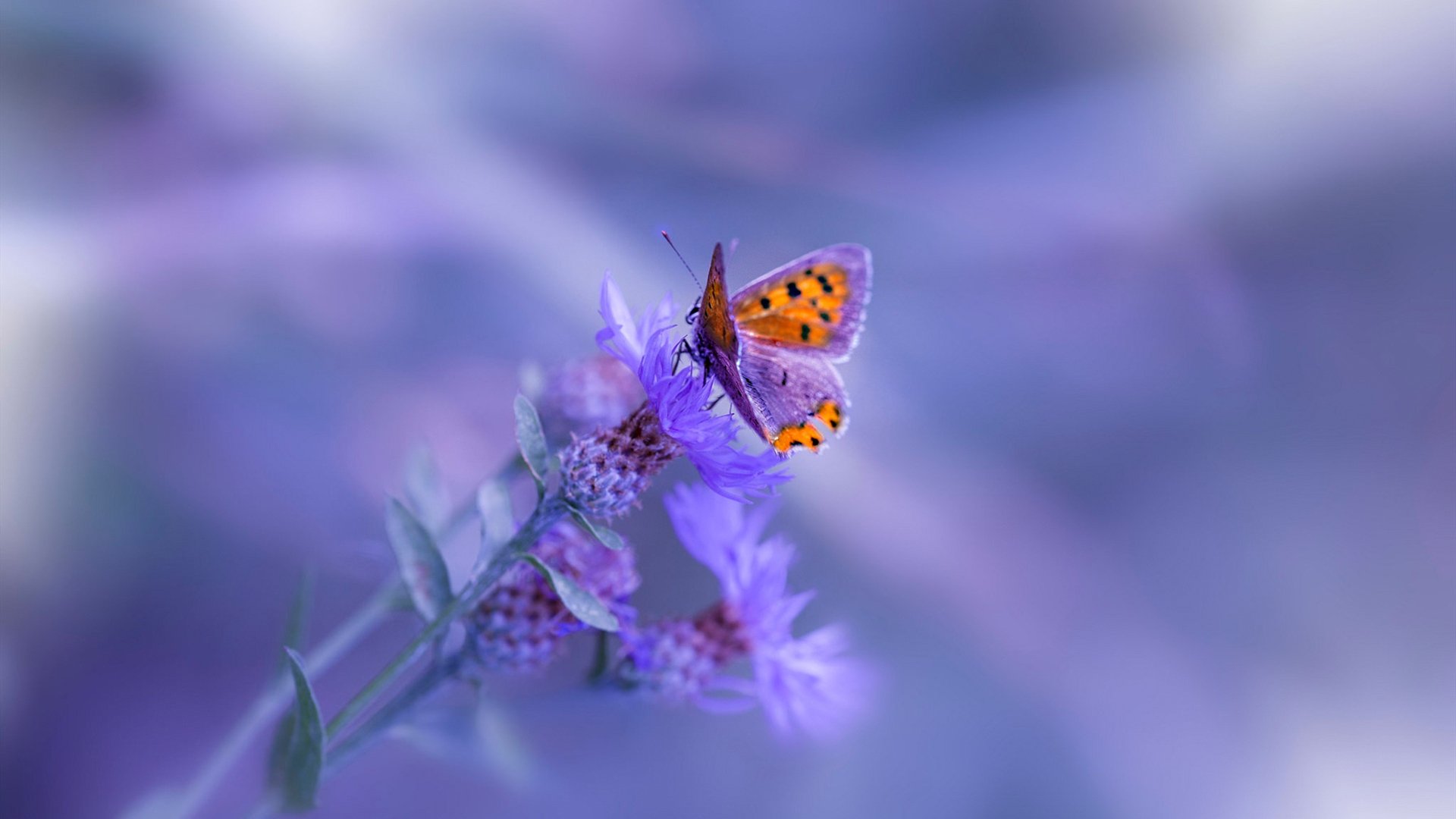 职业网球训练营海外移训提升适应能力，职业网球运动