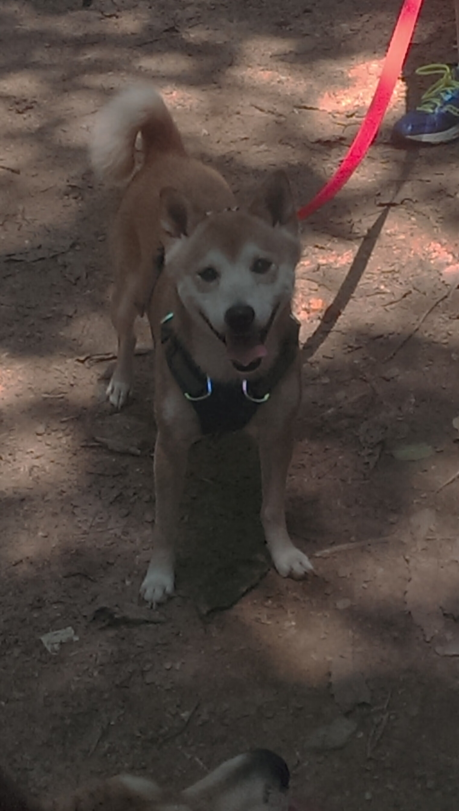 华体会app登入-逆袭大战 亚洲杯上中国足球成功夺冠，2021年足球亚洲杯中国