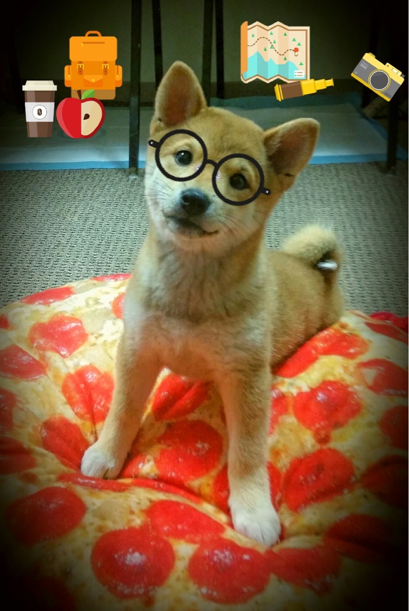 世界杯激情逐鹿:点燃全球的足球盛宴,世界杯足球精彩集锦