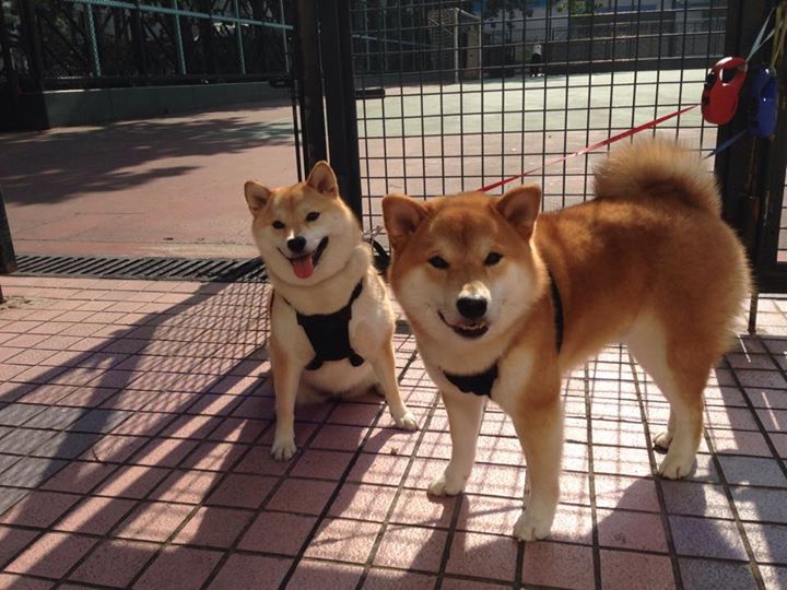 以足球运动为核心的全民健身计划全面推进,提倡足球