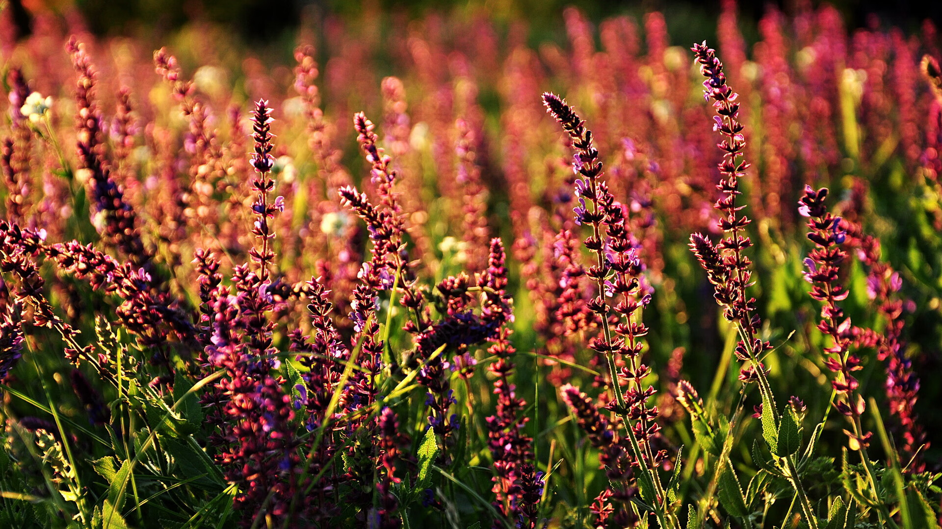 国王进攻节奏提升连续四场破百,国王经典阵容