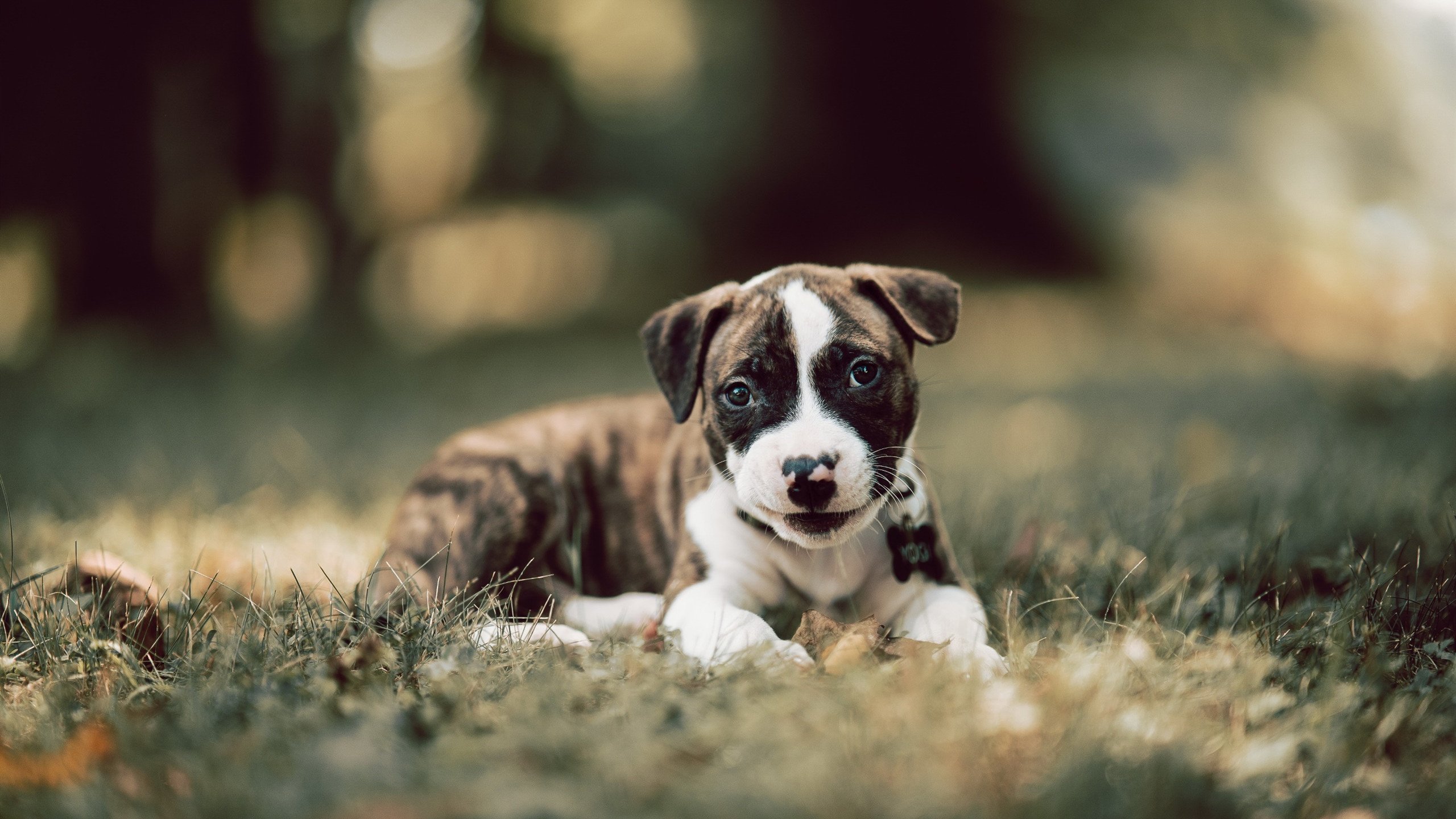 国际足球青训联盟加快推动全球青少年足球标准化体系建设,国家青少年足球训练基地