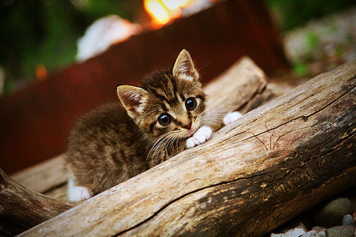 希腊女篮在欧洲锦标赛中再战群雄,荣誉在手,希腊女子篮球超级联赛ds