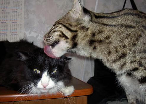 澳大利亚组合决赛精彩瞬间成为焦点,澳大利亚顶级联赛