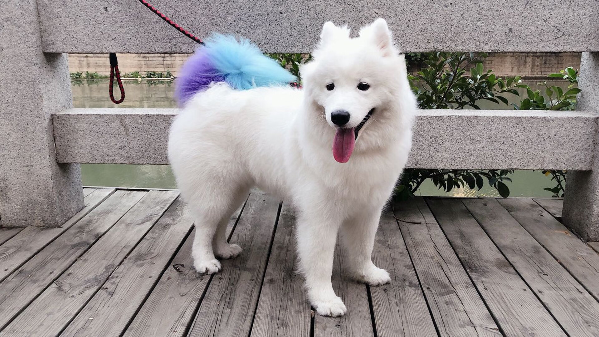 瑞士蝶泳选手爆发力十足,国外蝶泳