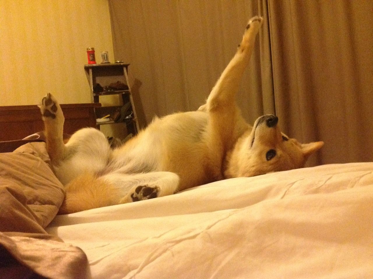 华体会app下载-自由泳接力突尼斯团队协作顺畅，400米自由泳突尼斯