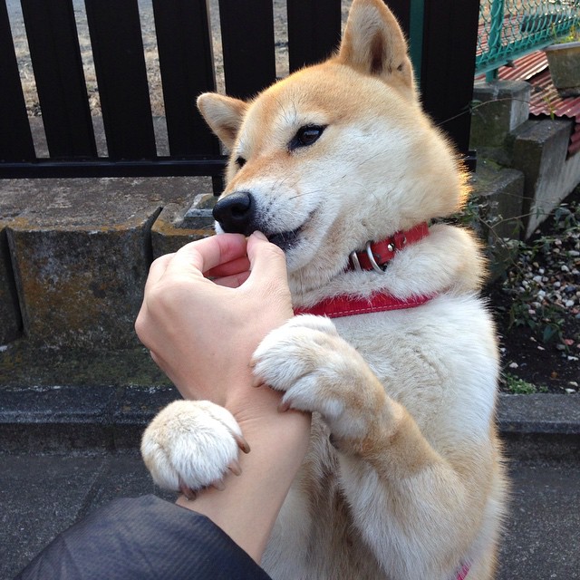 西亚卡姆禁区强打展现全能进攻威胁,西亚卡姆最近