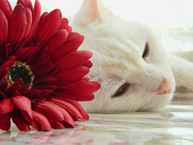 #樊振东人气在德国也爆棚# 成外国球迷新宠,#樊振东在德国决赛视频