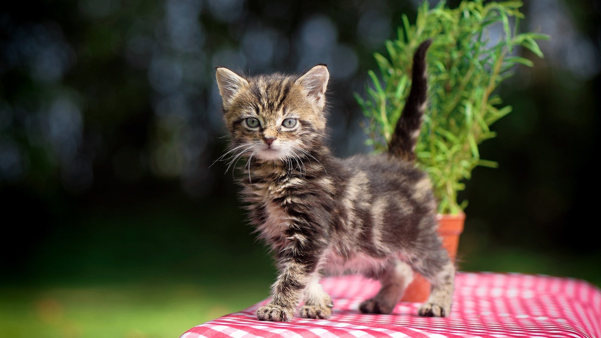 PSG强大对手,海湾者全力以赴争胜,海湾全名