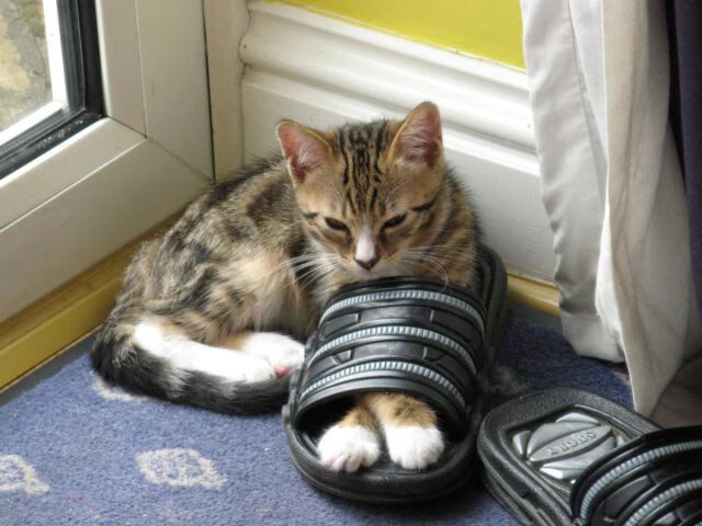 中国足球女足在国际大赛中表现下滑原因调研，我国女足